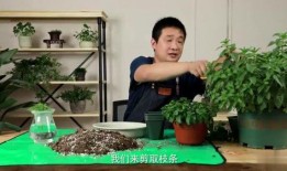 老八爆料视频大全,视频大全背后的惊人真相