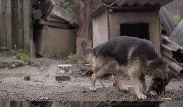 狼狗最新爆料视频播放,独家内幕大公开！