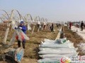 爆料养虾大棚视频,视频曝光养殖过程与奥秘