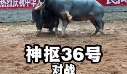 斗牛视频在线观看,在线观看斗牛视频，感受热血竞技魅力