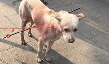 娱乐圈爆料流浪狗被抓了,流浪狗被抓，背后真相引人关注