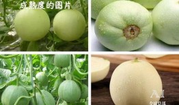 安庆吃瓜群众免费吃瓜,吃瓜群众乐享瓜果盛宴
