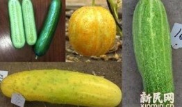 临沂大学网红吃瓜,校园风云背后的美食故事